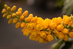 Berberis napaulensis