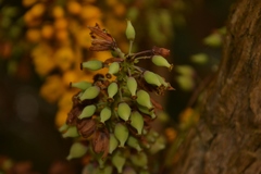 Berberis napaulensis