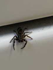 Platycryptus undatus