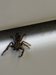 Platycryptus undatus