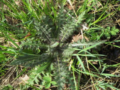 Cirsium palustre