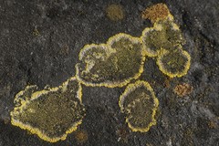 Candelariella medians
