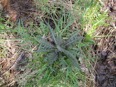 Cirsium palustre