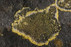 Candelariella medians