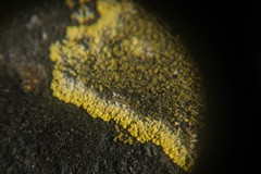 Candelariella medians