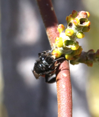 Andrena prima