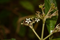 Chassalia curviflora