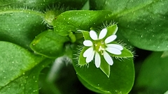 Stellaria media