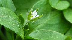 Stellaria media