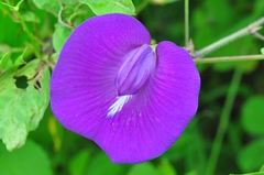 Centrosema brasilianum