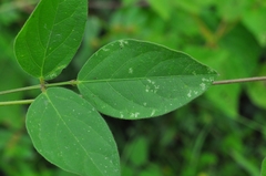 Centrosema brasilianum