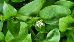 Stellaria media