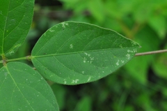 Centrosema brasilianum