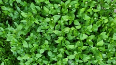 Stellaria media