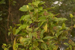 Chassalia curviflora