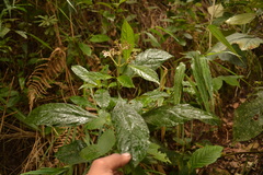 Chassalia curviflora