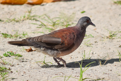 Nesoenas picturatus