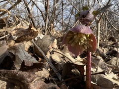 Helleborus purpurascens