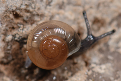 Glyphyalinia