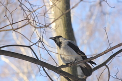 Corvus cornix