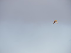 Falco tinnunculus dacotiae