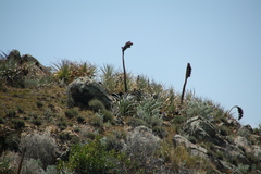 Puya mollis