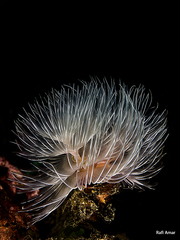Protula bispiralis