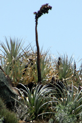 Puya mollis