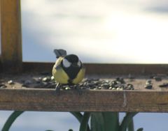 Parus major