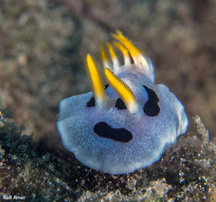 Chromodoris alcalai