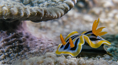 Chromodoris colemani