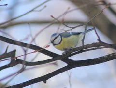 Cyanistes caeruleus