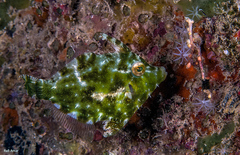 Acreichthys tomentosus