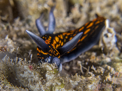 Roboastra gracilis