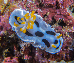 Chromodoris alcalai