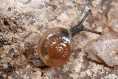 Glyphyalinia