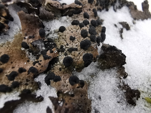 Greater Salted Rocktripe Lichen