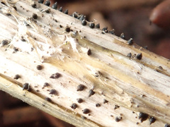 Leptosphaeria acuta