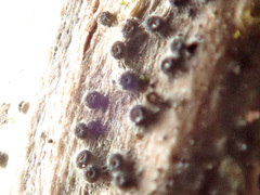 Pyrenopeziza urticicola