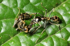 Neoponera aenescens
