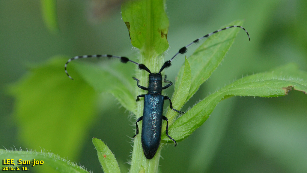 Amurobia