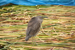 Nycticorax nycticorax