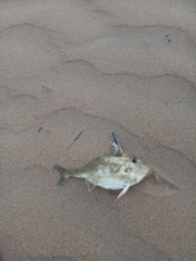 Pseudotriacanthus strigilifer