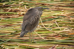 Nycticorax nycticorax