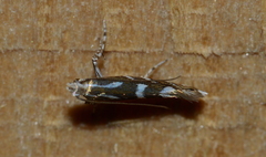 Parectopa pennsylvaniella