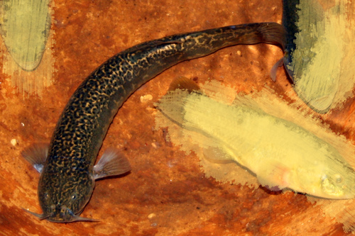Andean pencil catfish (Trichomycterus dispar) — Trichomycteridae — 3
