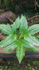 Cardamine enneaphyllos