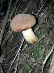 Basidiomycota