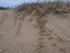 Blutaparon portulacoides