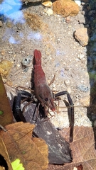 Macrobrachium potiuna